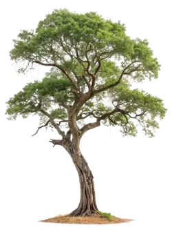 Imagen PNG para descargar